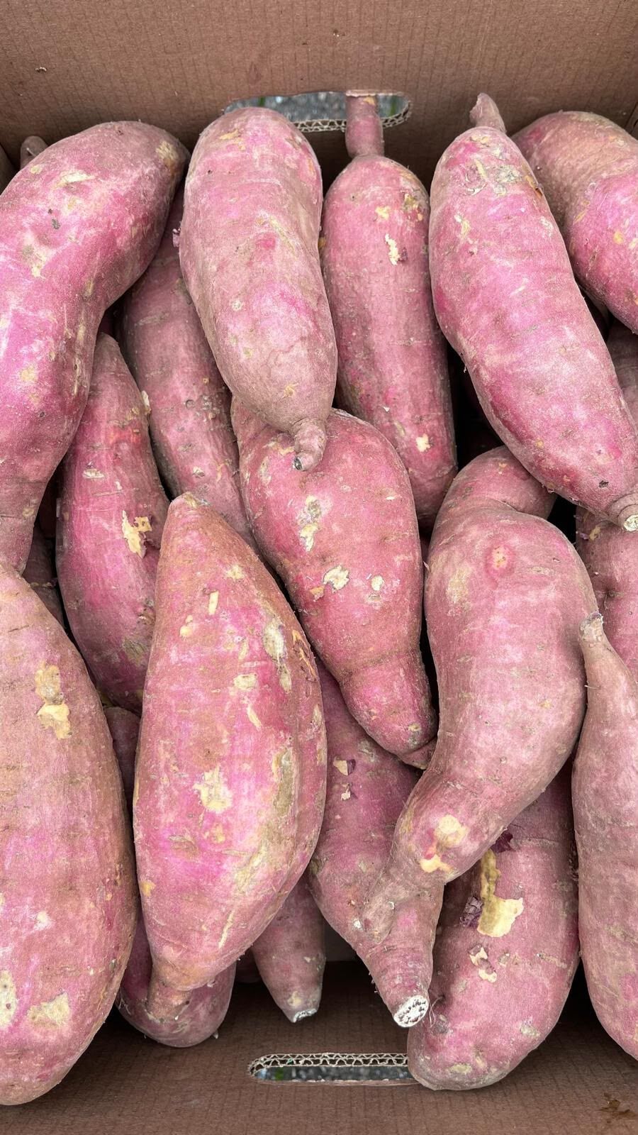 Box of fresh white-fleshed Korean sweet potatoes (goguma)